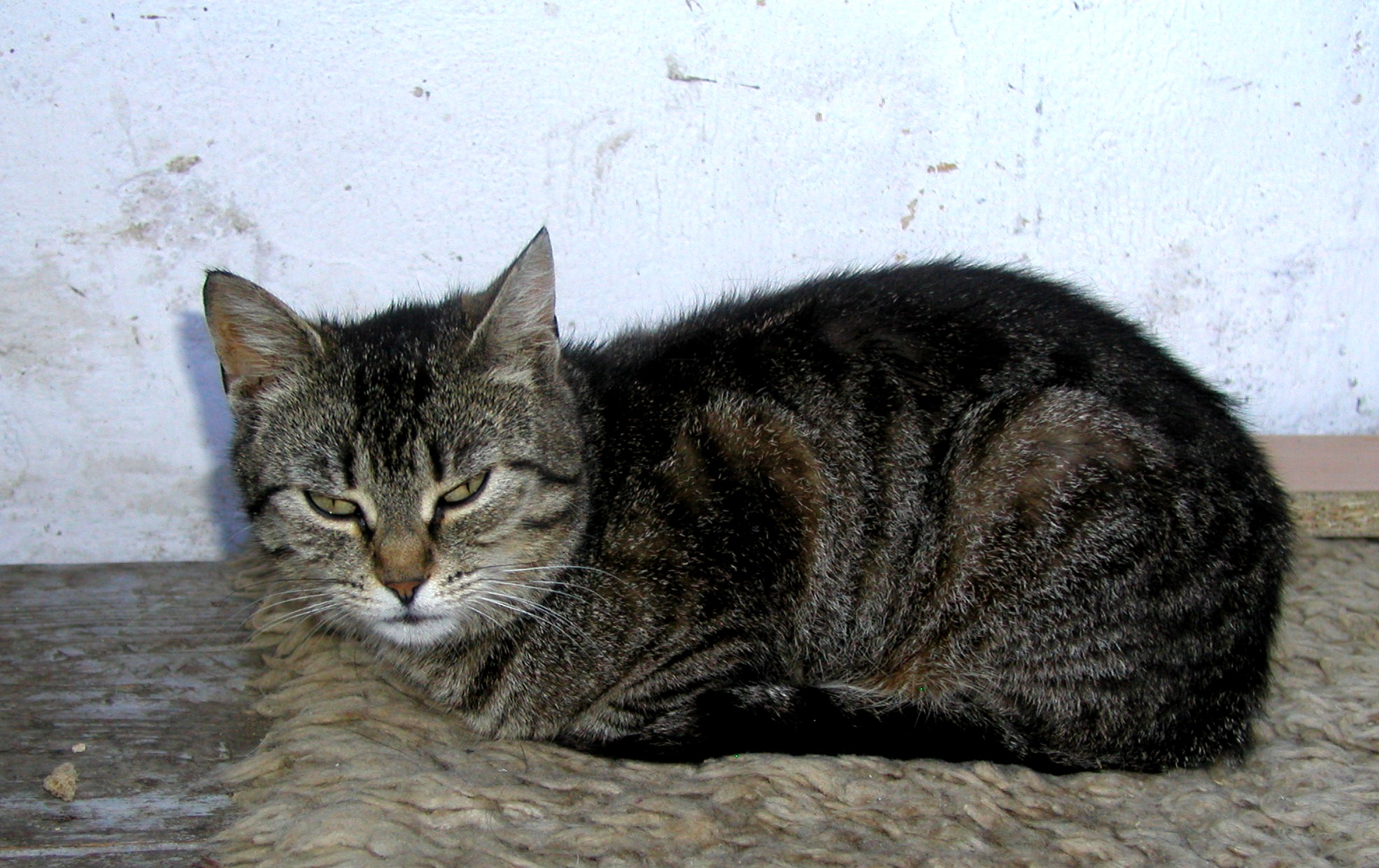 Babča Kočka